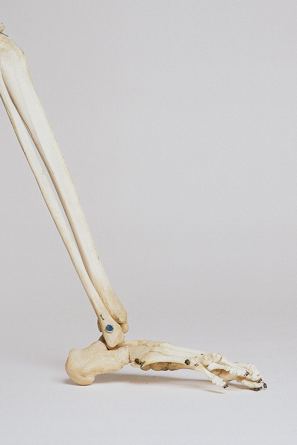 Close-up studio photo of an anatomical skeleton model's lower leg and foot bones against a plain light background.